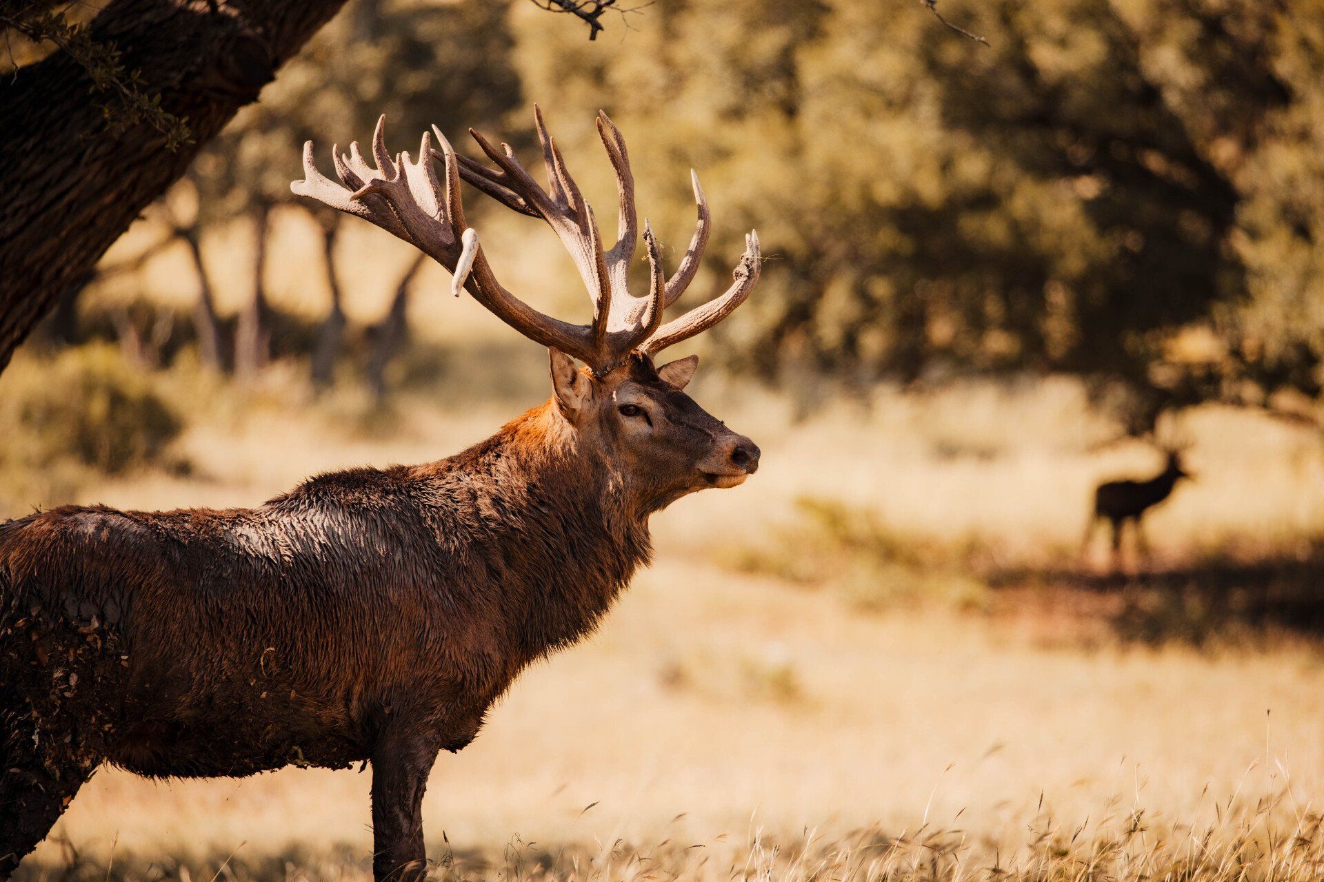 Stag with large antlers stands in a field, another deer in the background.