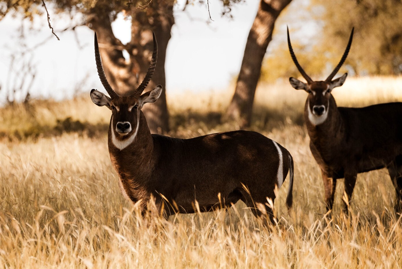 Two waterbucks with curved horns stand in tall, golden grass.