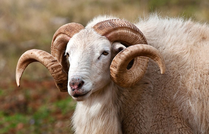 White ram with large, curled horns; outdoors with blurred background.
