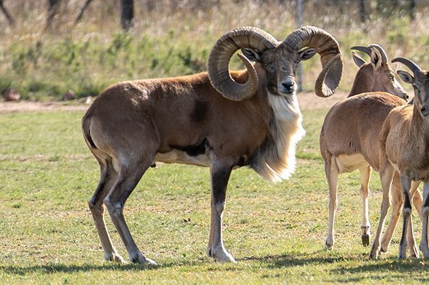 A large male ram with curled horns and a white beard stands in a grassy field with smaller sheep nearby.