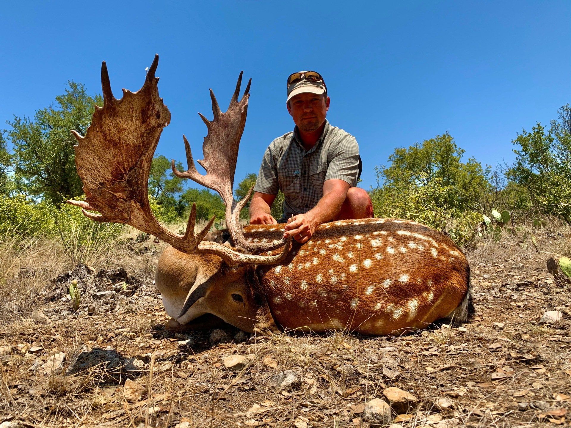 Man kneeling with large fallow deer buck he harvested in a sunny outdoor setting.