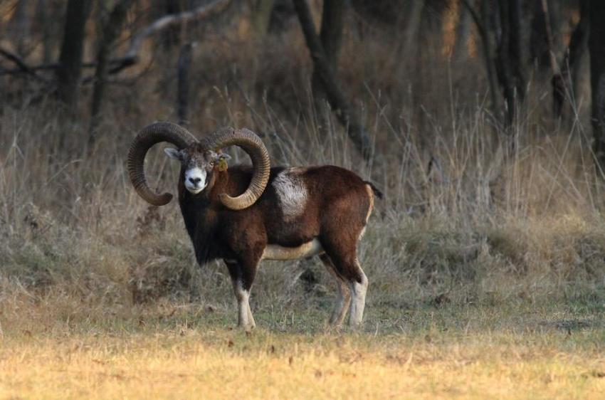 Mouflon ram with large curled horns stands in a field, brown fur, white patch, trees in background.