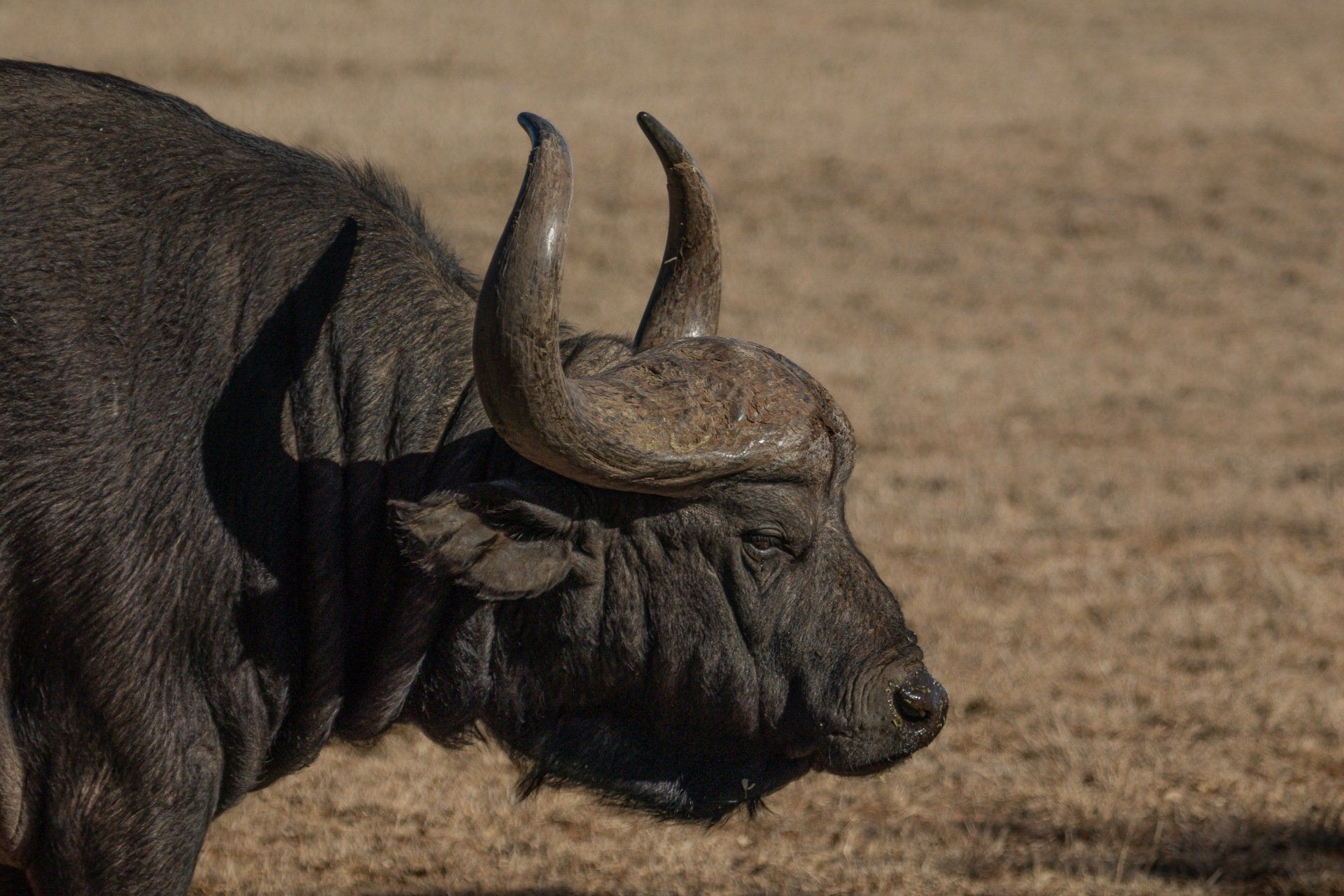 A large, dark African buffalo with large, curved horns stands in a dry, brown field.