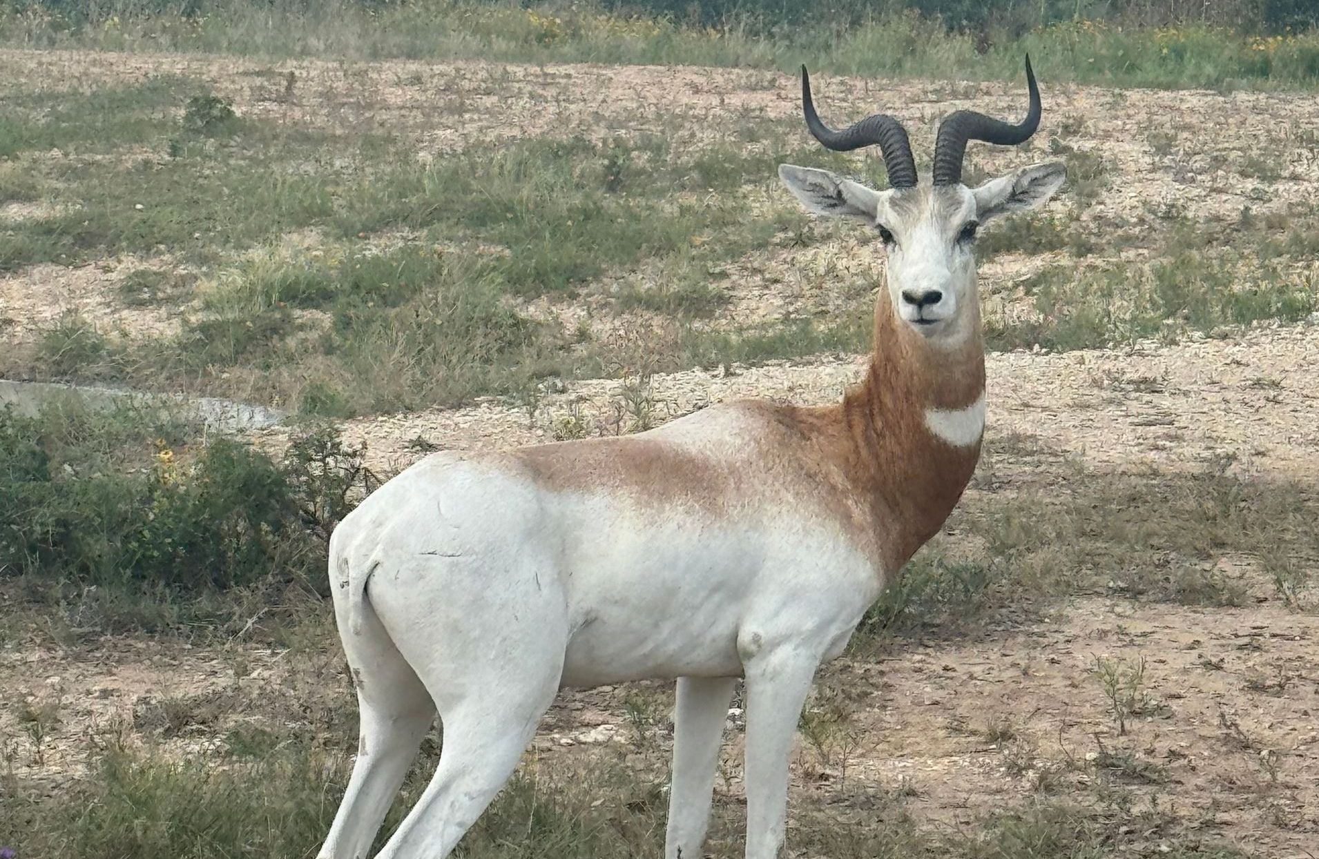 An Addax antelope stands in a grassy field. It has white fur, brown markings, and curved horns.