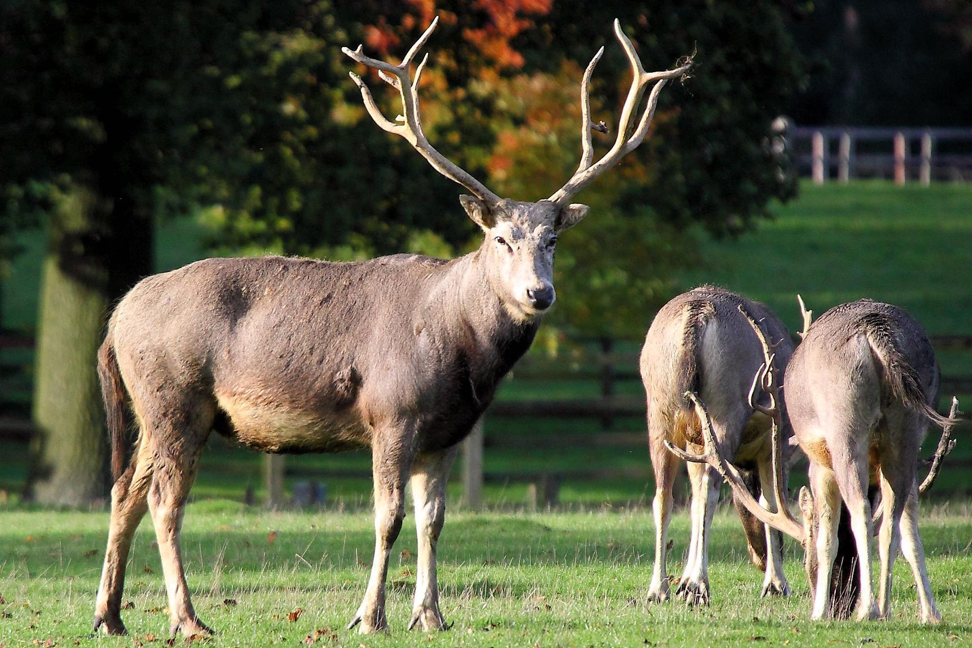 Stag with large antlers stands in a grassy field, surrounded by other deer.