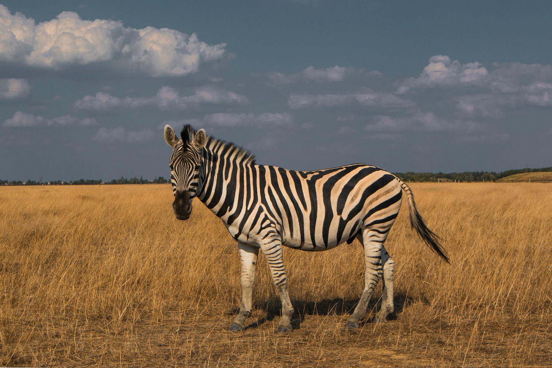 Zebra standing in a field of tall, golden grass under a blue sky with fluffy clouds.