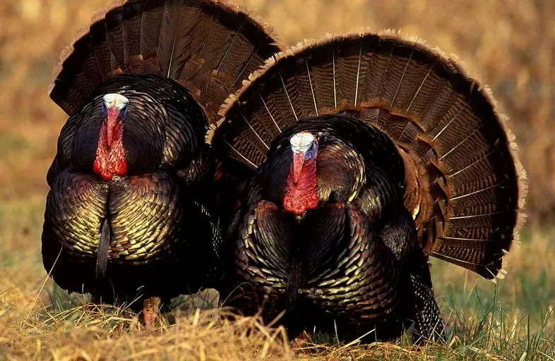 Two male turkeys with fanned tail feathers and red wattles in a field.