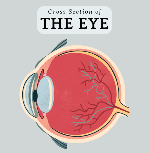 The Eye  — Optometrist in Wallsend, NSW