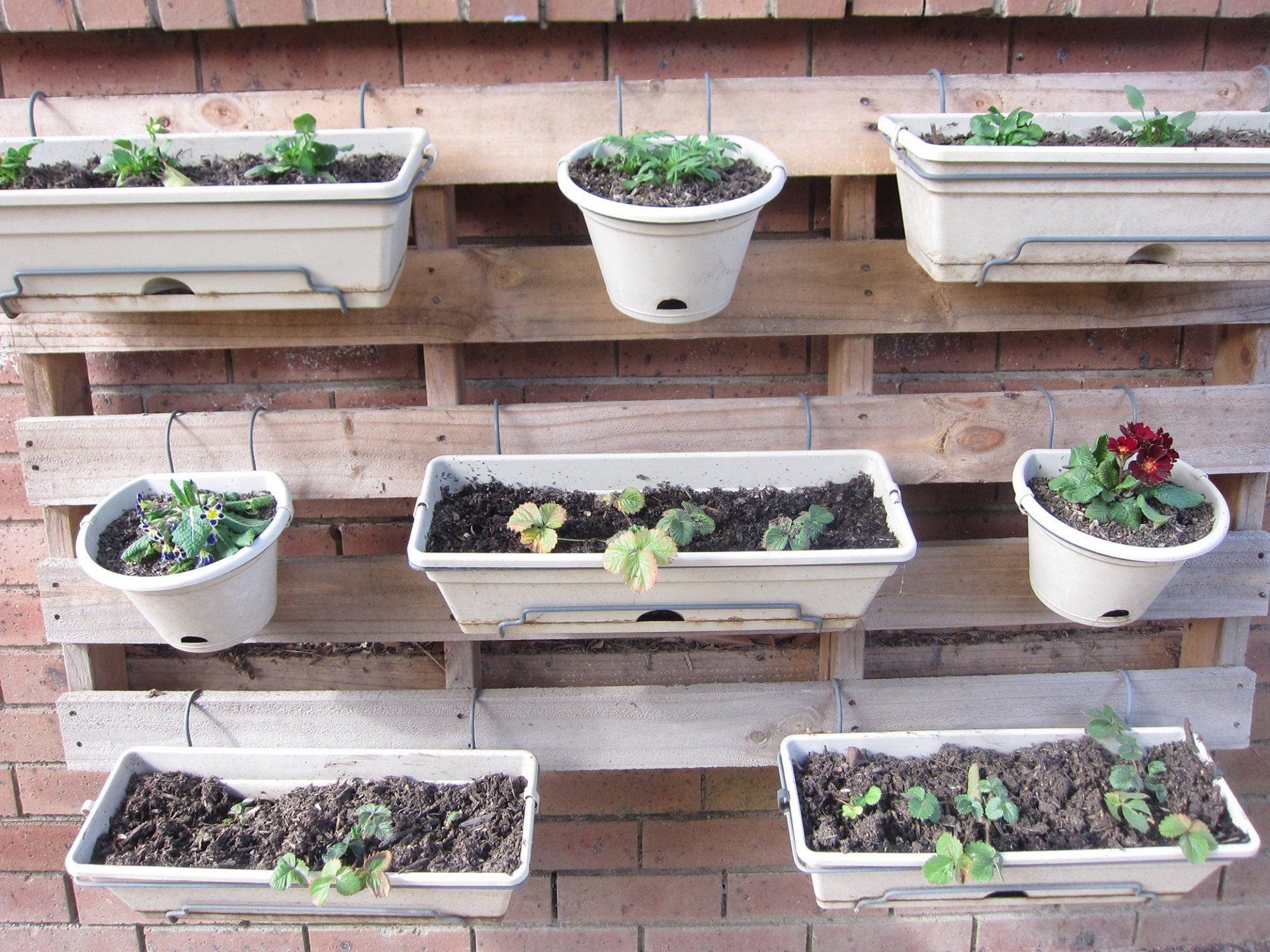 Wall Plants — Meadowbank NSW — Little Stars Kindergarten