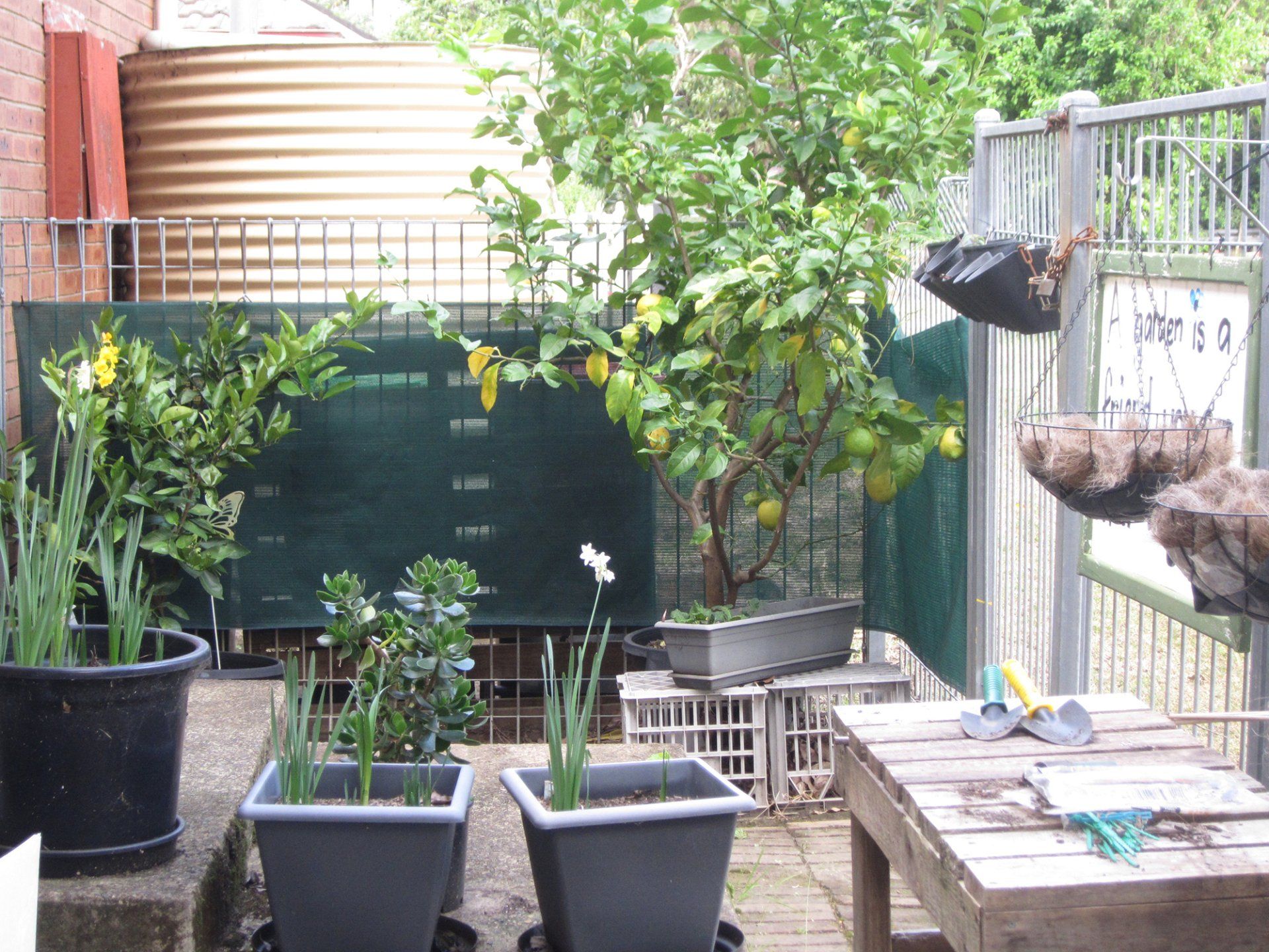 Outdoor Plants — Meadowbank NSW — Little Stars Kindergarten