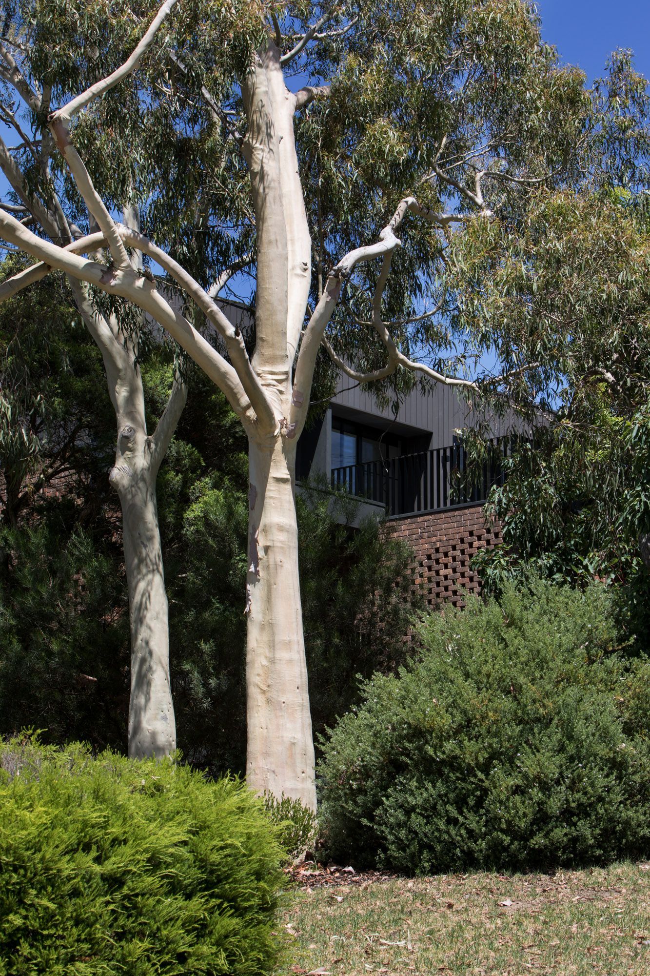 A couple of trees standing next to each other in front of a house.
