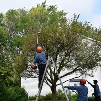 Tree Services