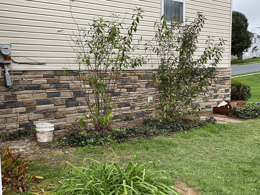 House exterior with decorative stone base, shrubs, and overgrown ivy edging a lawn.