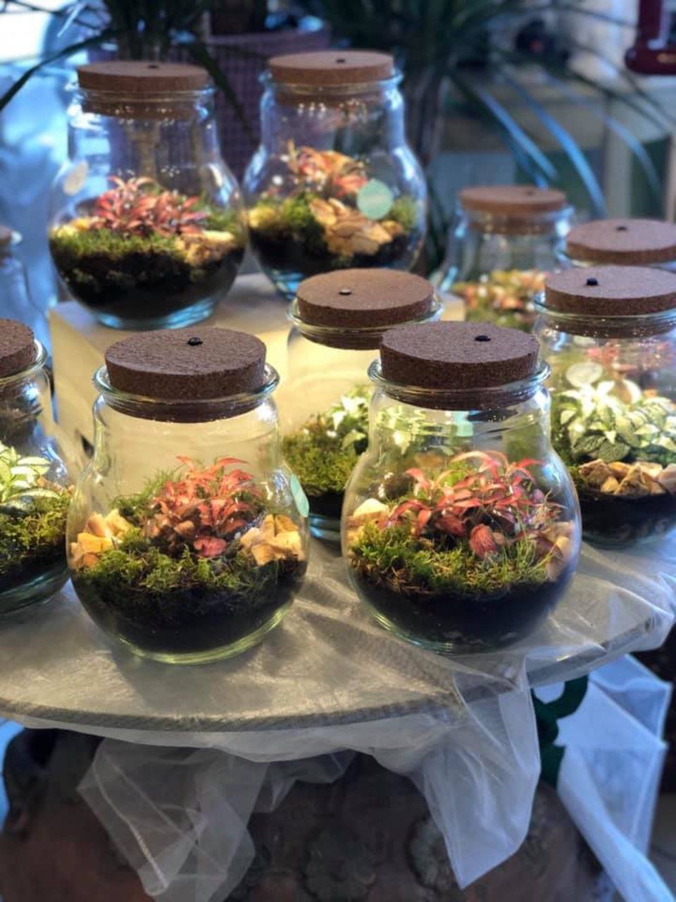 Piccoli contenitori di vetro con piante all'interno