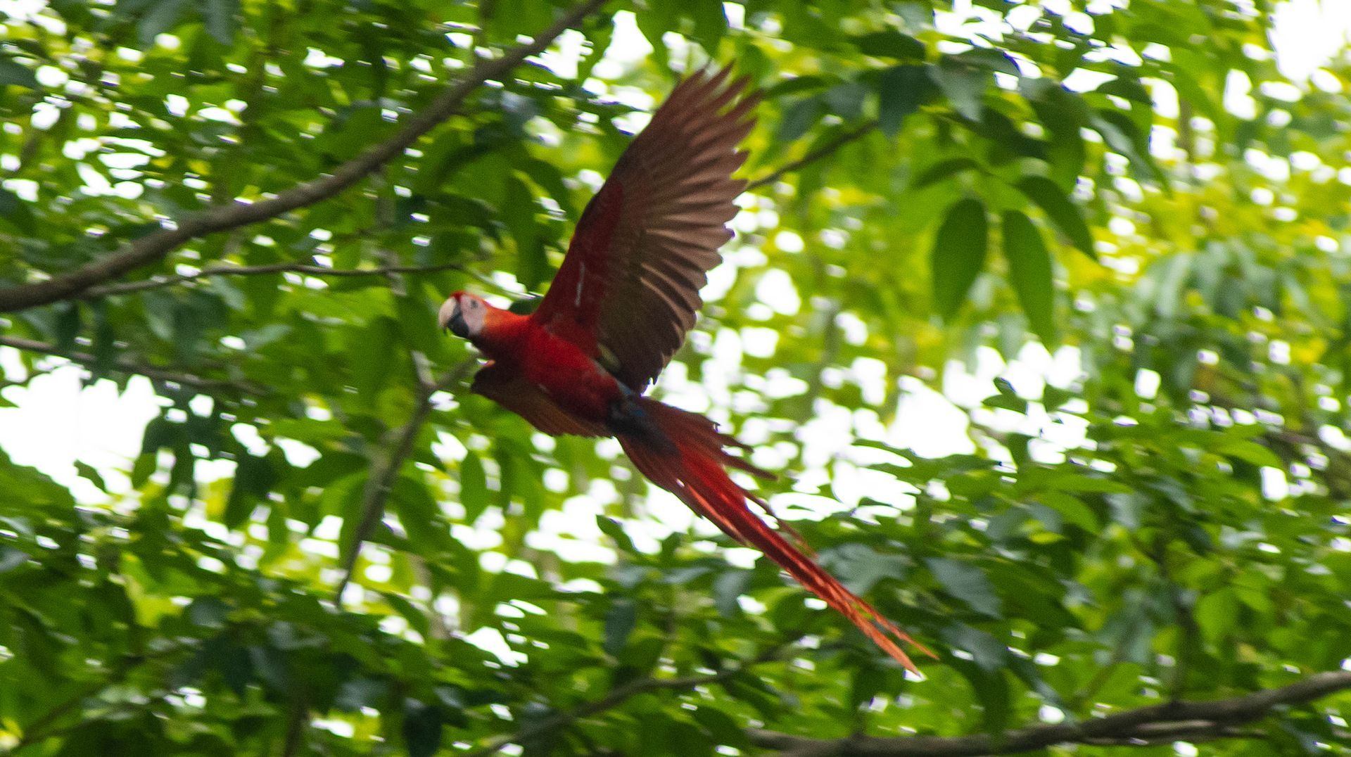 A red parrot is flying through the air in a tree.