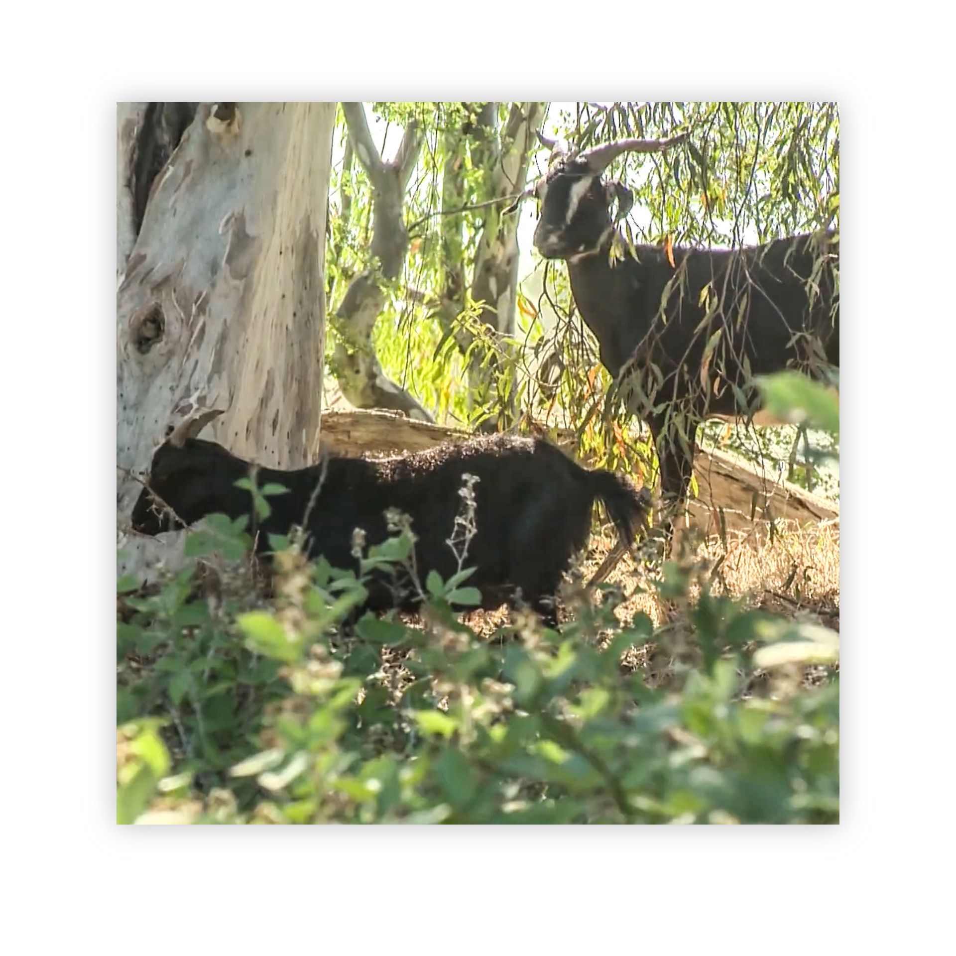 Controlling blackberry using goats 