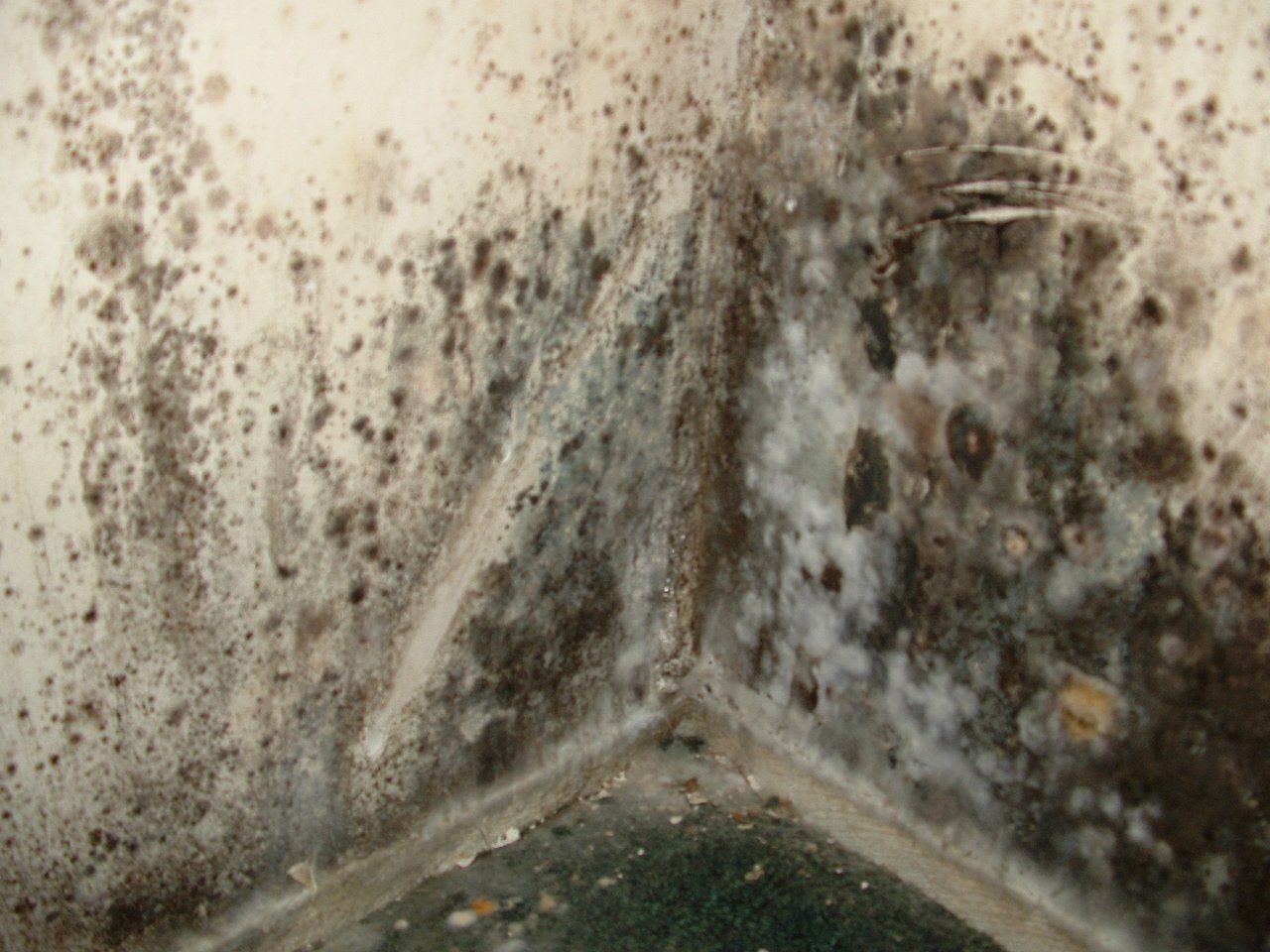 FLOOD WATER CLEANUP