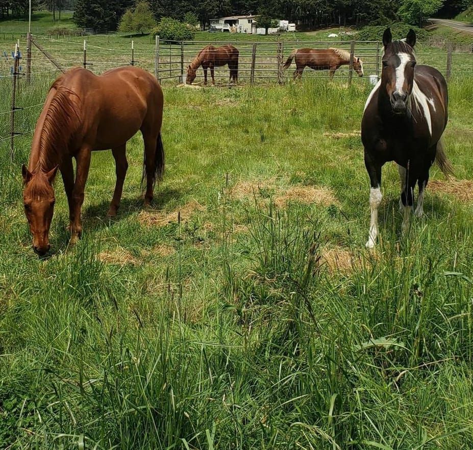 Horses Eating Grass - Eugene, OR - Crow Hop Horse Boarding