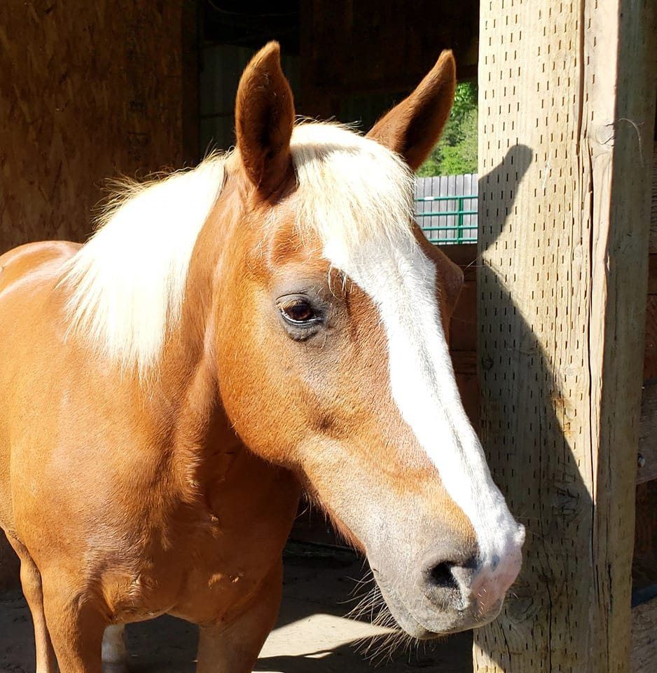 Beautiful Horse - Eugene, OR - Crow Hop Horse Boarding