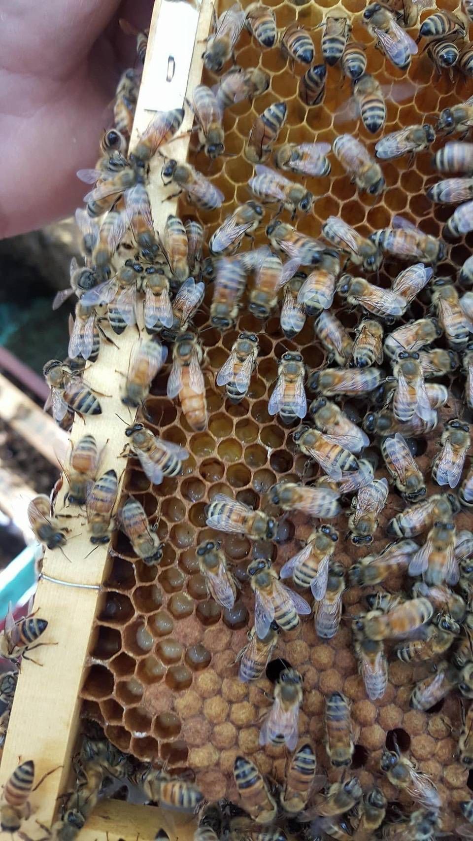 蜂蜜口味食用產品的營養資訊標籤，背景為蜂巢。