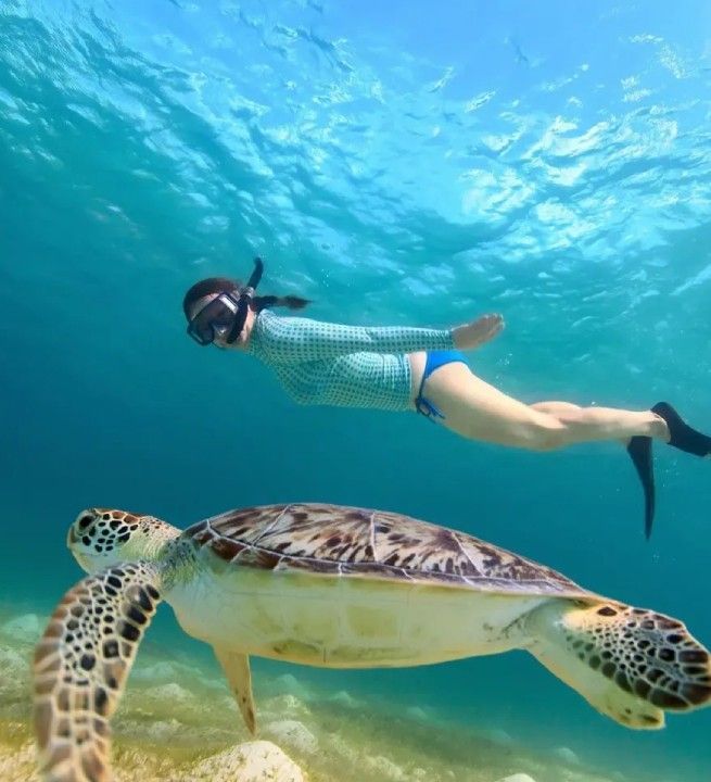 A woman is swimming next to a sea turtle in the ocean
