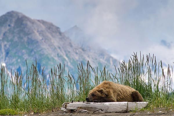 Great Alaska