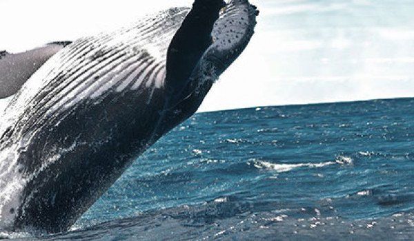 Tour Operator Software