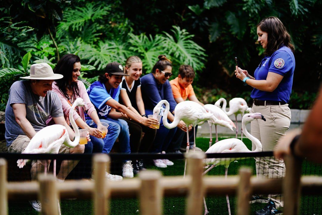 People interacting with pelicans