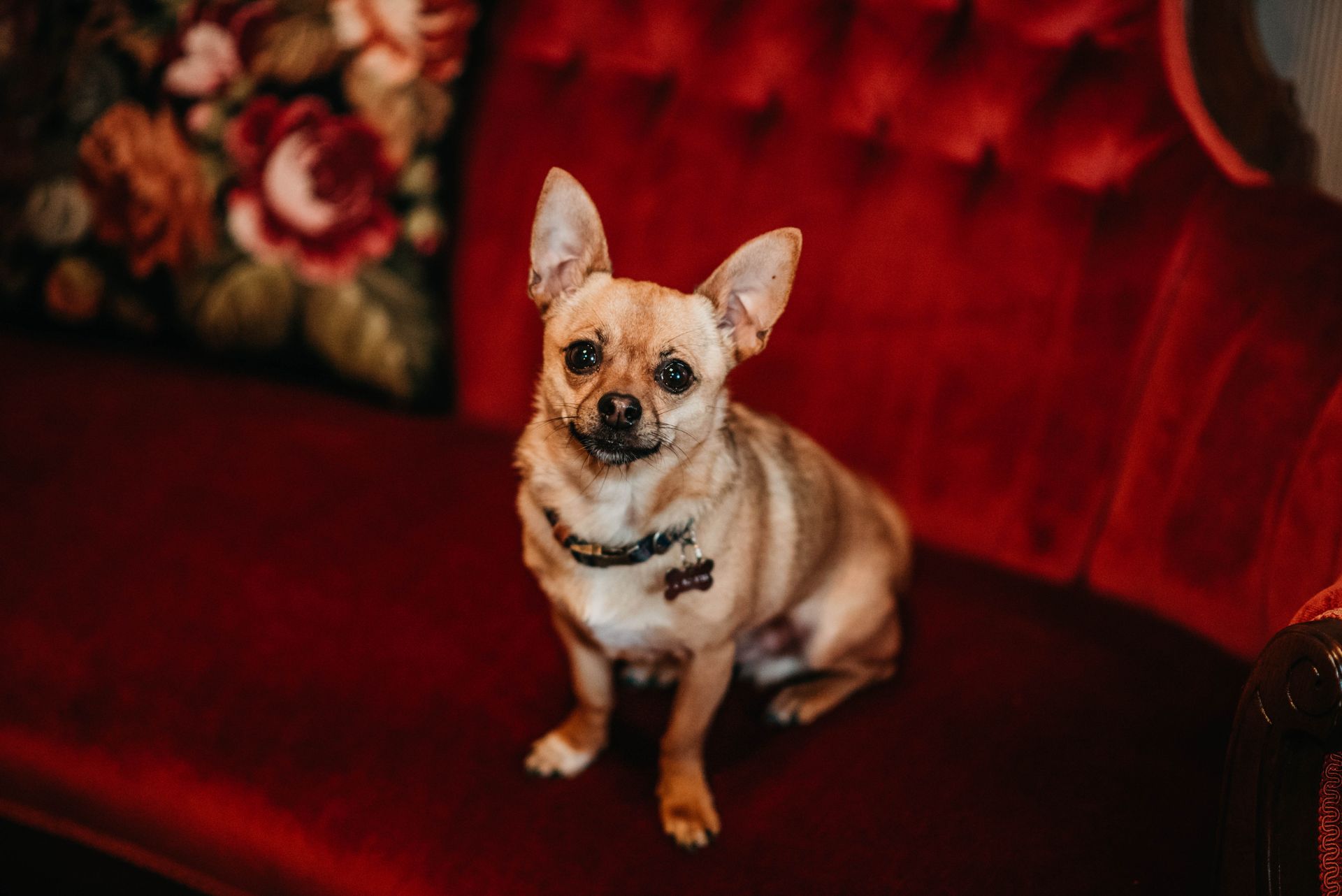 A small dog is sitting on a red couch.