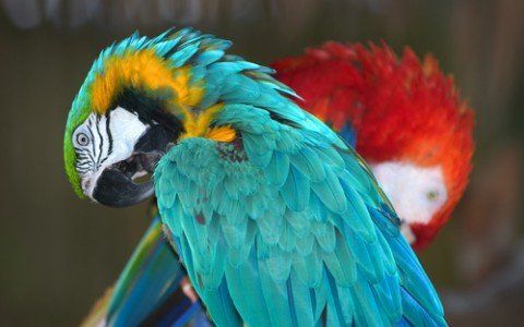 Blue and Gold Macaw