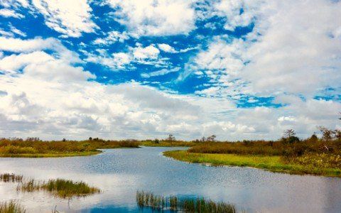 Naples Florida Swamp