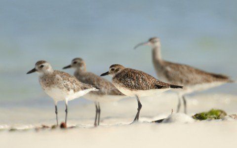 Sandpipers