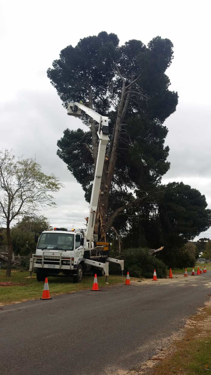 cutting down a large tree