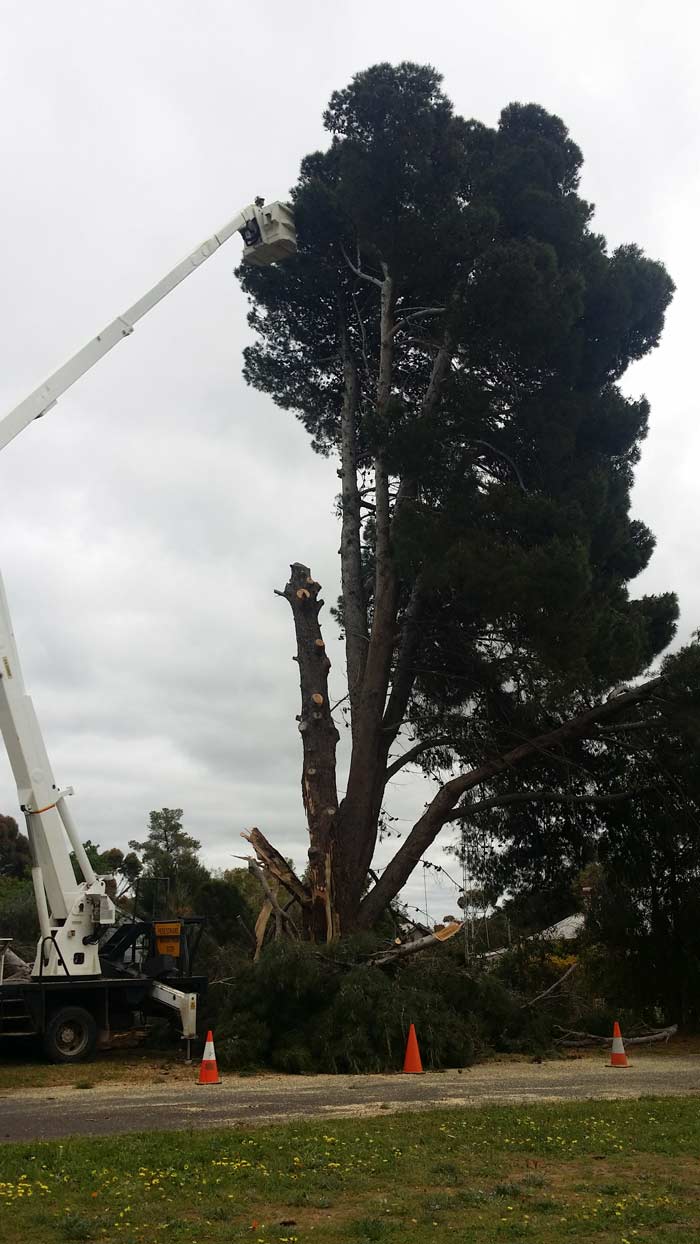 man in machine cutting a tree down