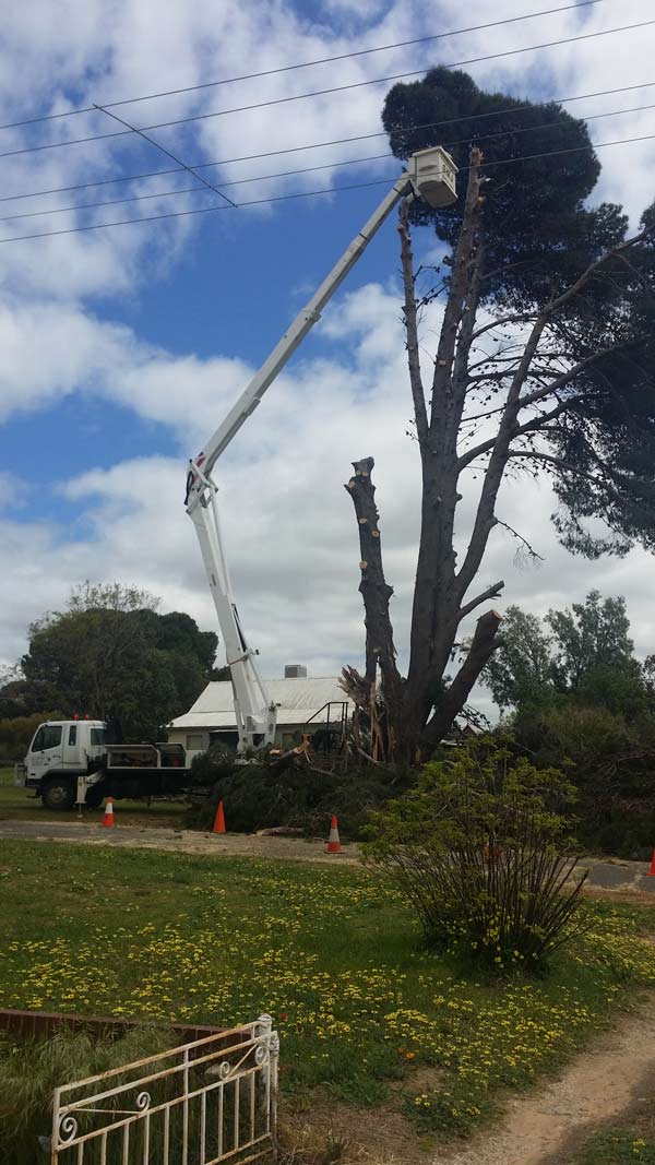 half way cut down tree