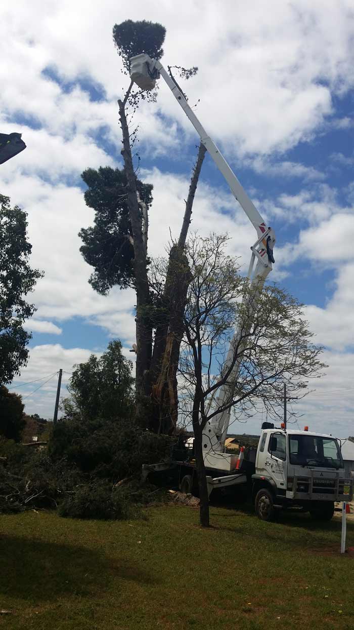felling a large tree