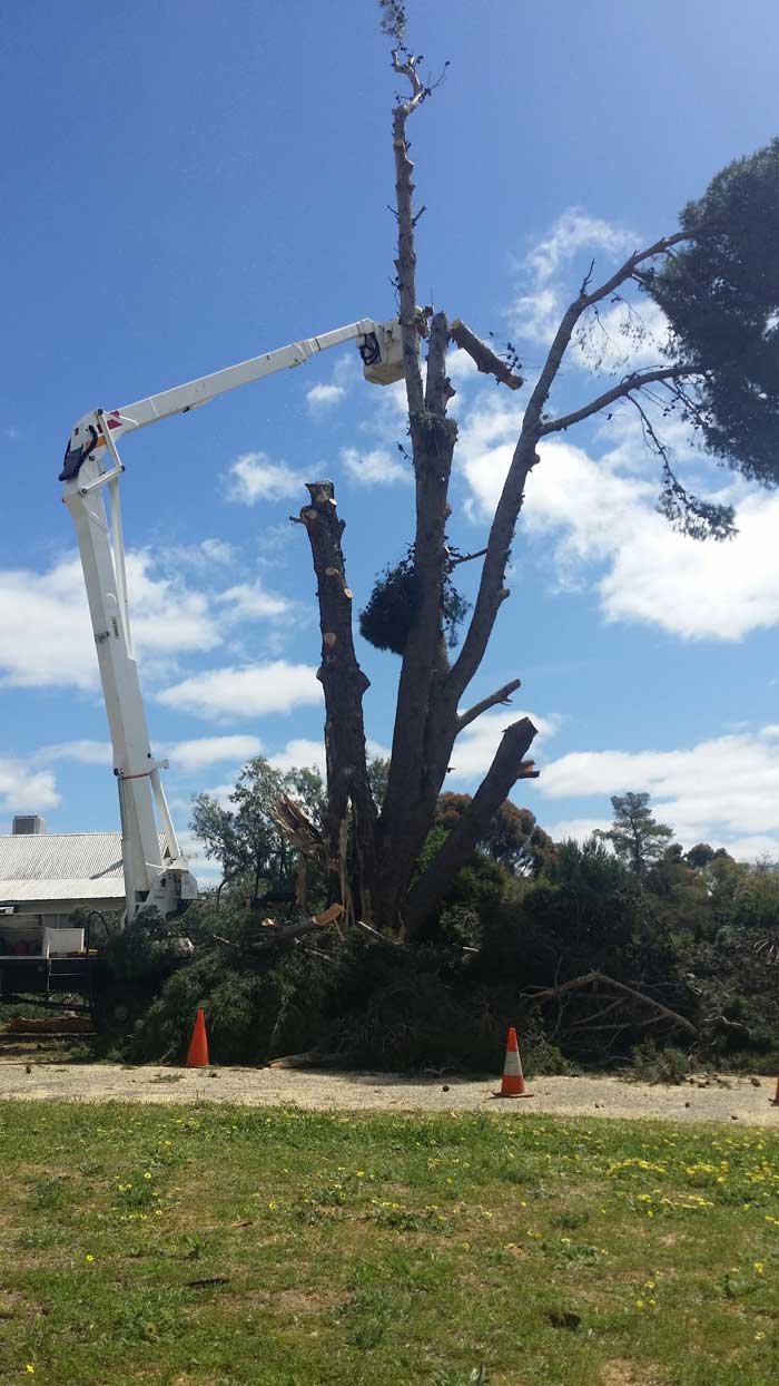 final stage of cutting down a tree