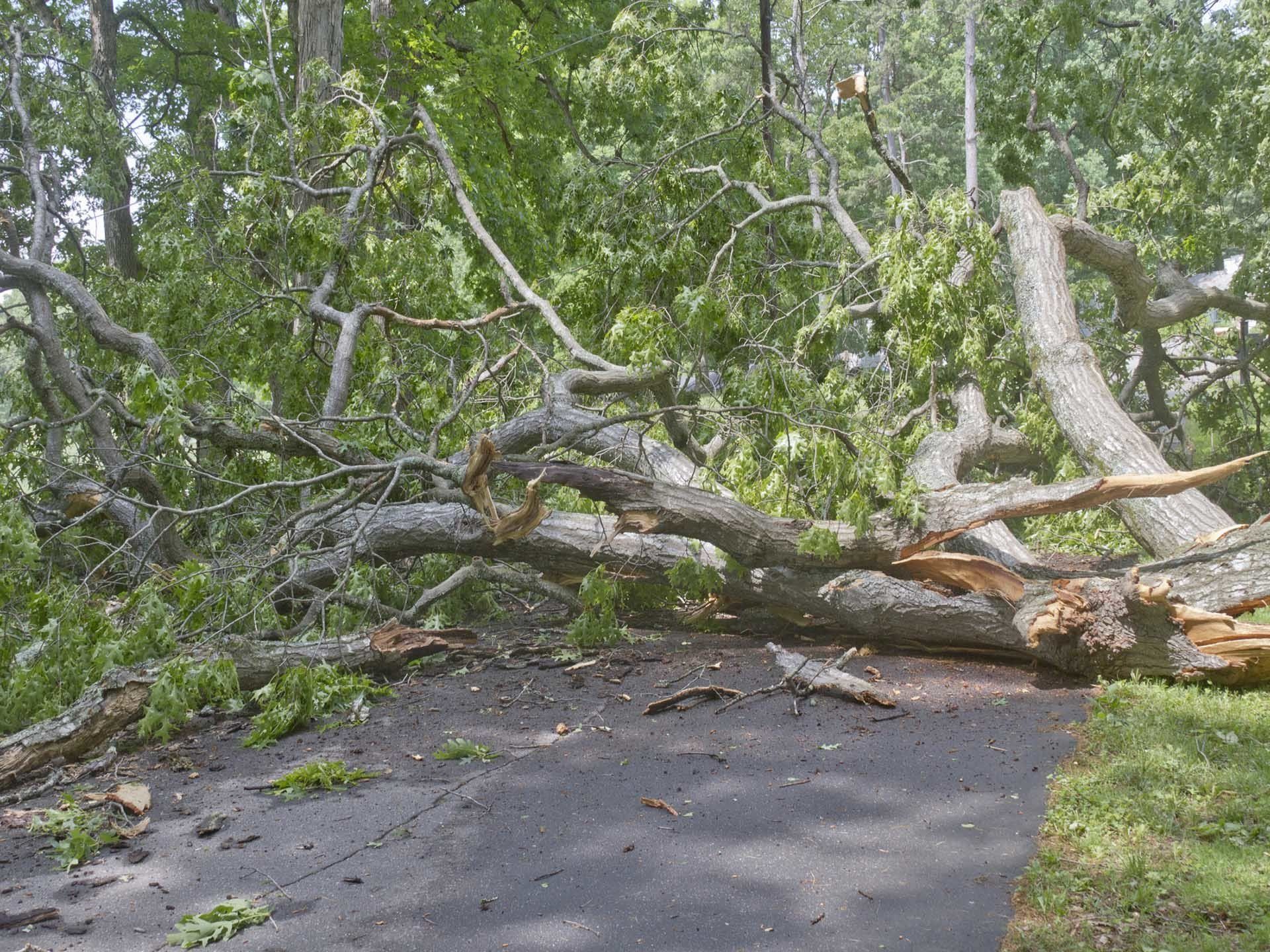 Large Fallen Oak Obstructs Road — Coopersburg, PA — Hungry Beaver Tree Service
