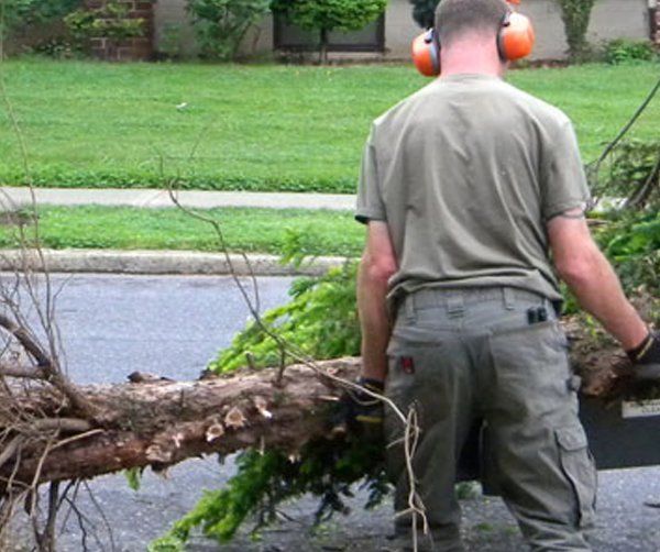 A Man Lifting A Tree — Coopersburg, PA — Hungry Beaver Tree Service