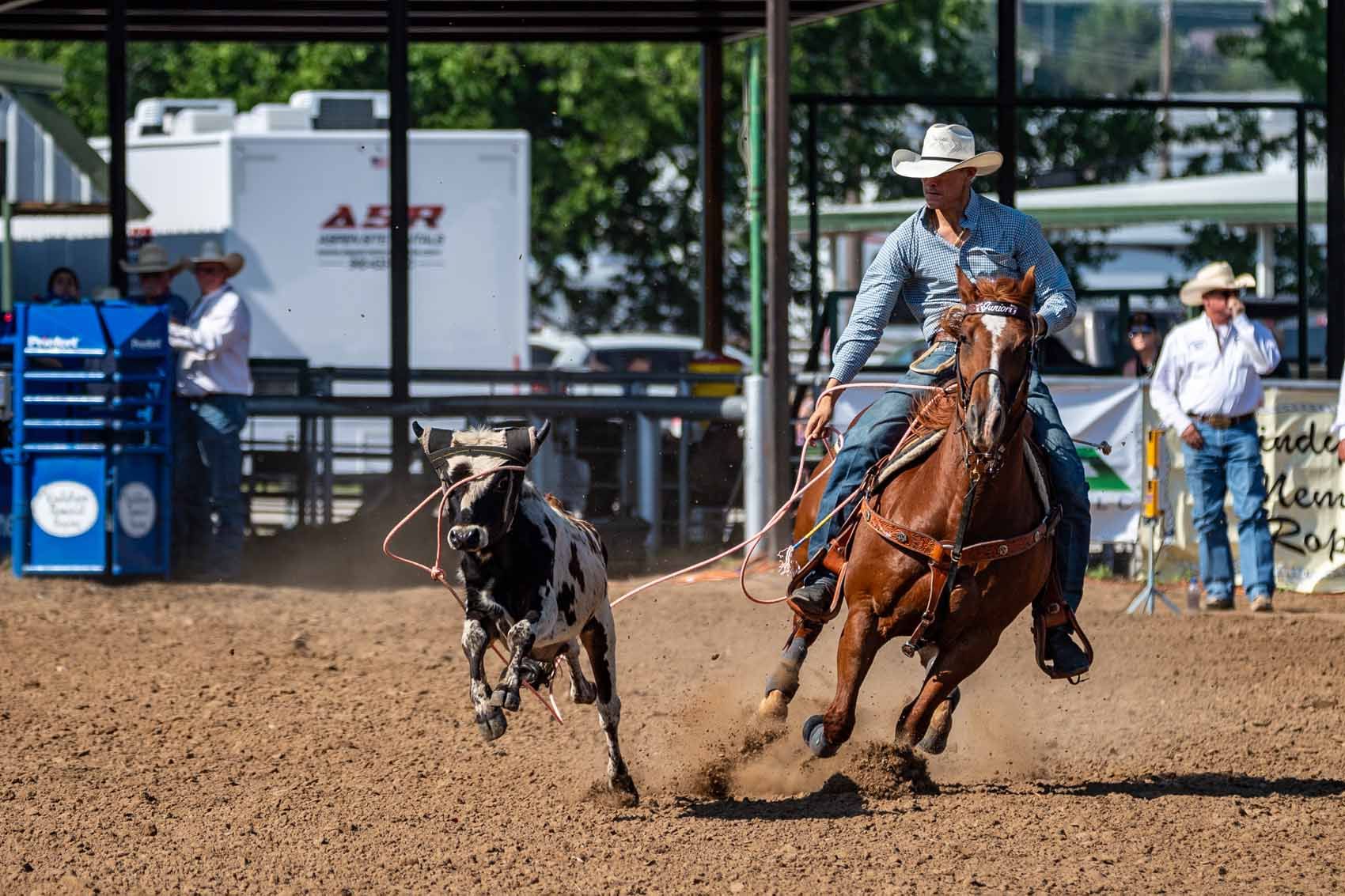 A man is riding a horse and roping a cow in a rodeo.