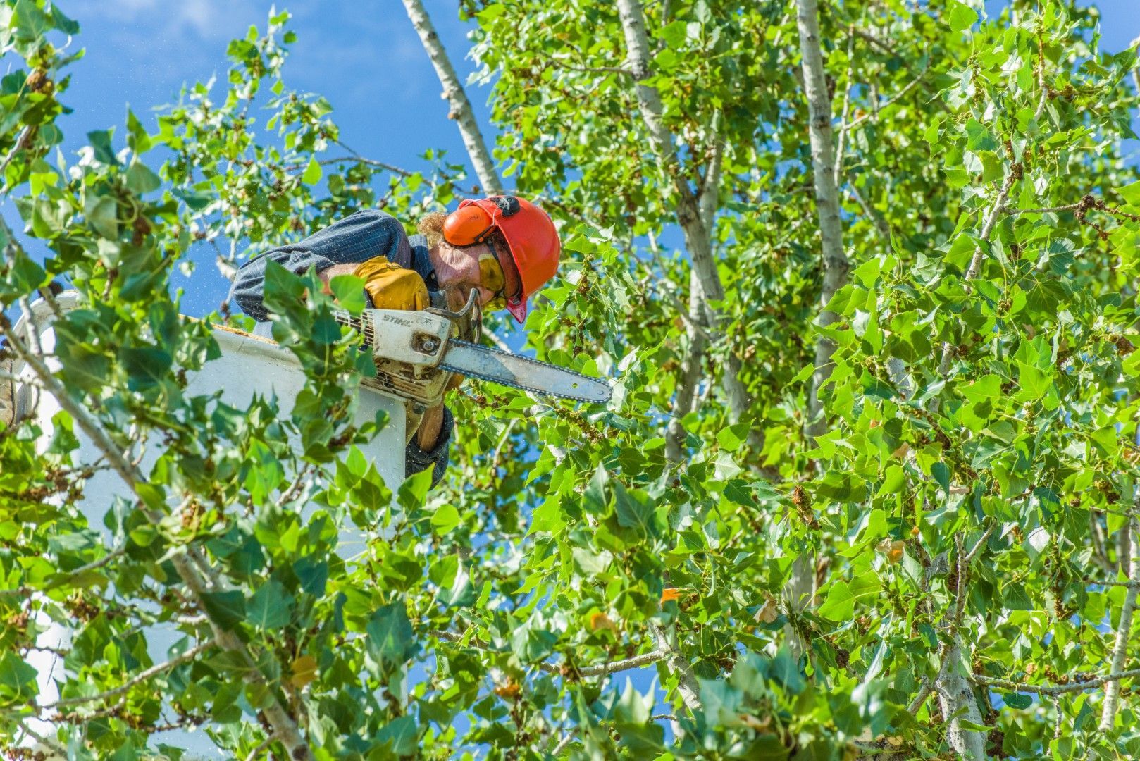A picture of a man in an orange hard hat trimming branches