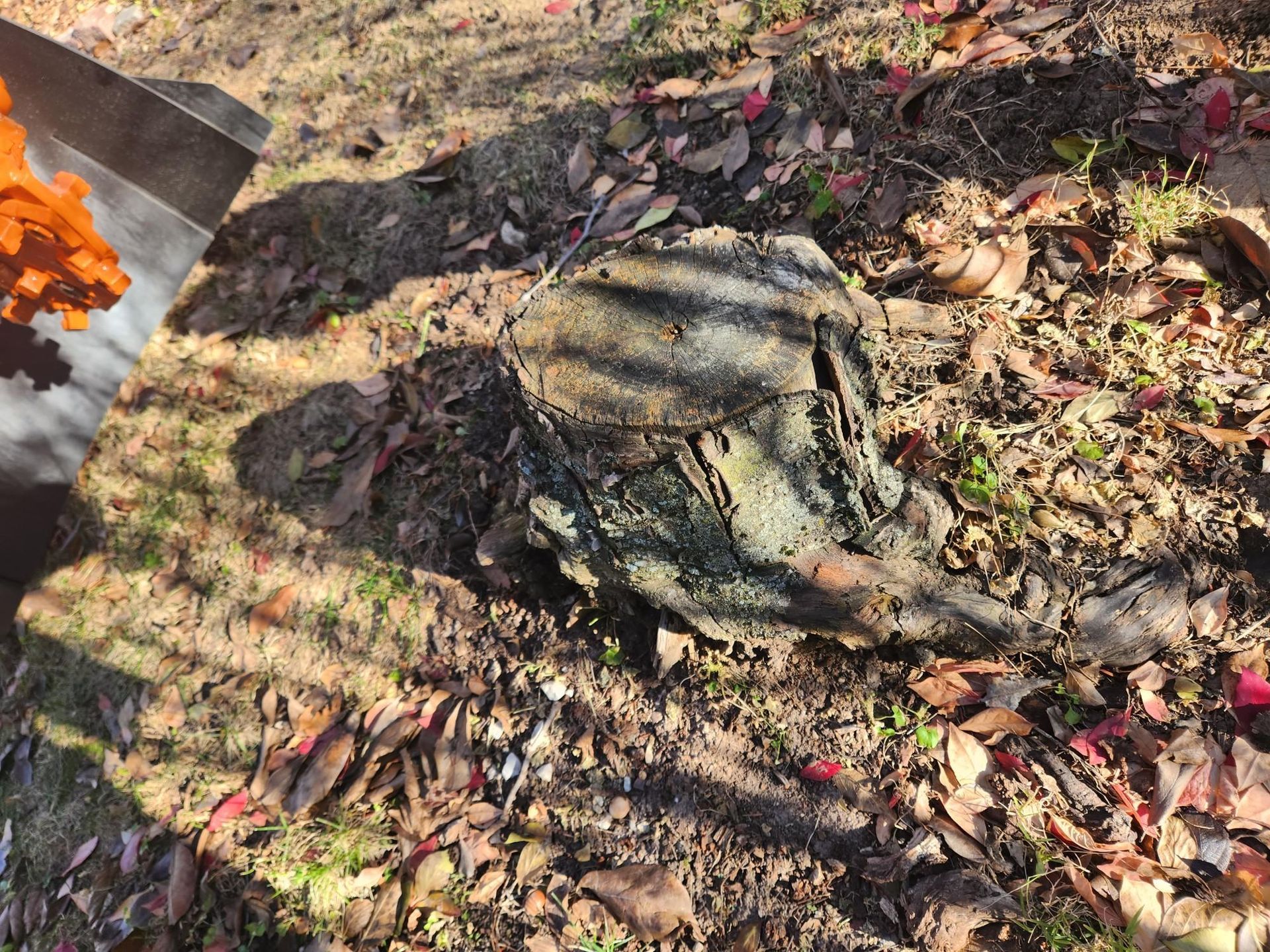 stump grinding near me