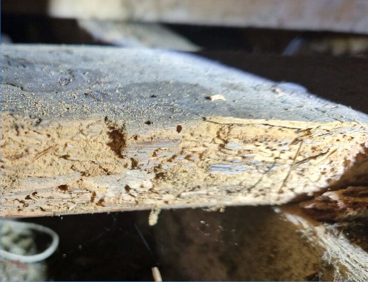 Advice on Woodworm Treatment OnGuard Pest Control