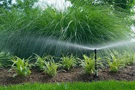 irrigating bushes by greenville irrigation services in greenville sc