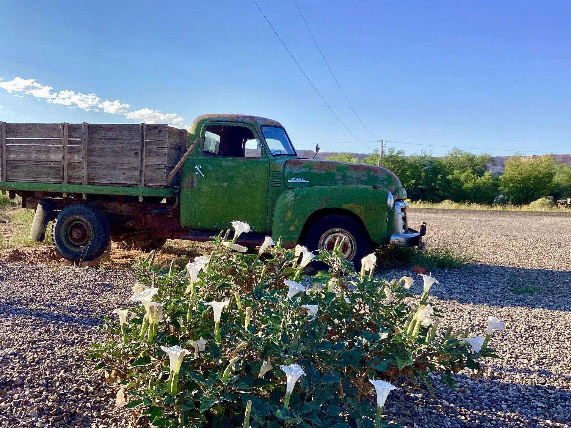 An old green truck is parked in a gravel lot next to a bush with white flowers.