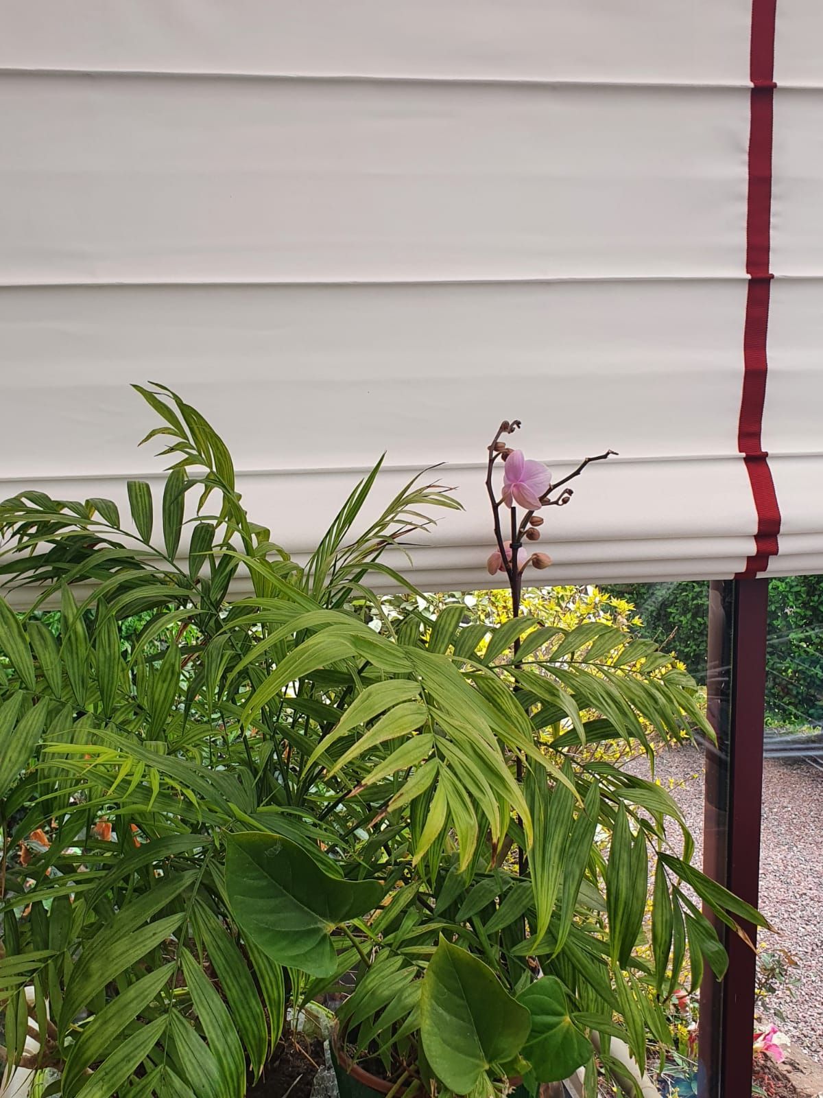 Des plantes vertes aux délicates fleurs roses sont placées devant un store blanc à rayures bordeaux.