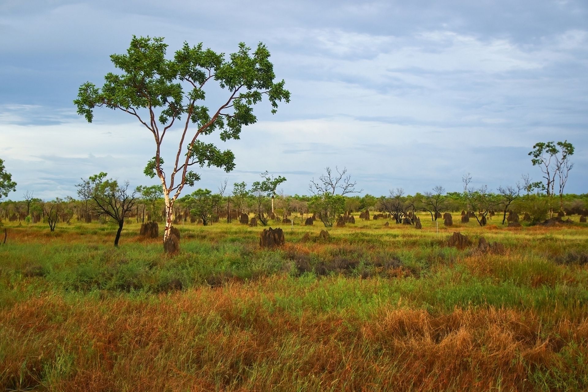 Grassy Savanna Landscape — Australian Mobile Welding Pty Ltd in Normanton, QLD