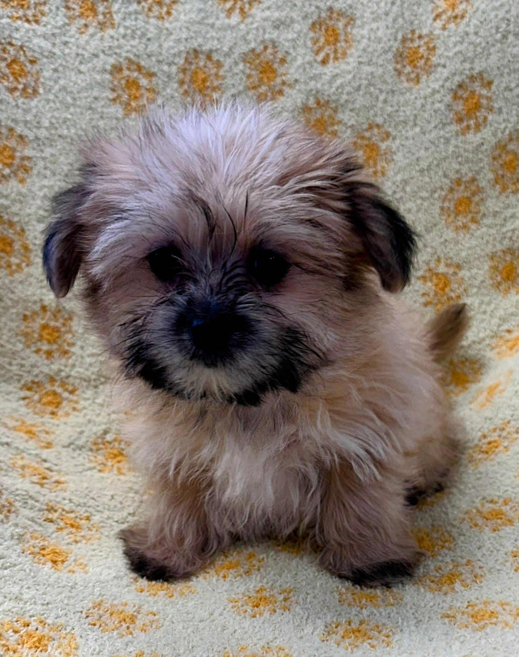 Hypoallergenic & Teacup Puppies for Sale in Wisconsin | Tiny Tykes ...