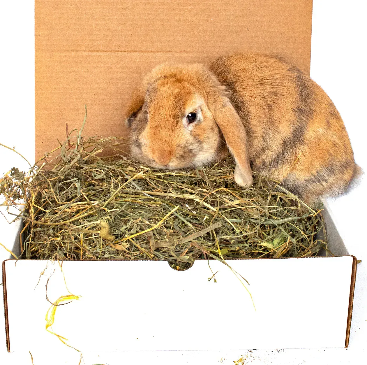 A brown rabbit is laying in a box of hay