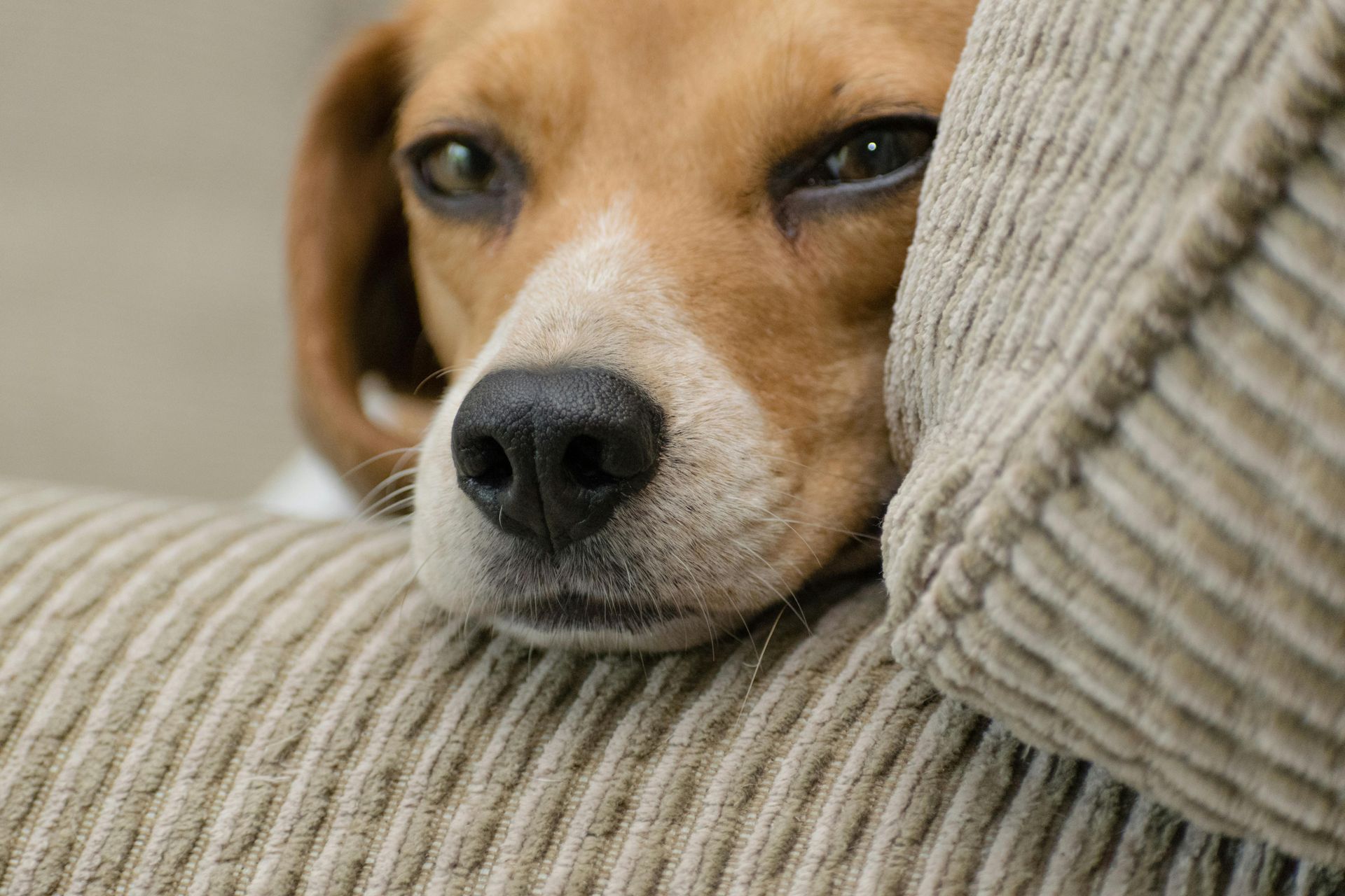 A close up of a dog laying on a couch.